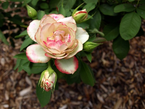 Very White Cherry Parfait Rose  Very White Cherry Parfait Rose